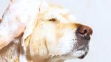 Σκύλος, Grooming, Ότι,skylos, Grooming, oti