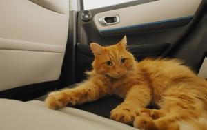 Καθίσματα Catnip, Honda, “καλή Πρωταπριλιά”, kathismata Catnip, Honda, “kali protaprilia”