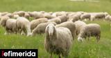 Τροχαίο, ΒΟΑΚ, Βοσκός,trochaio, voak, voskos