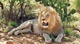 Αίγυπτος, Λιοντάρι,aigyptos, liontari