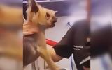 Κομμώτρια, TikTok, Έκοψε,kommotria, TikTok, ekopse