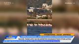 Νάξος, Πάνω, 160 Φλαμίνγκο, Αλυκή,naxos, pano, 160 flamingko, alyki