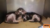 Επικίνδυνο, DNA, Save, Greek Stray,epikindyno, DNA, Save, Greek Stray