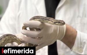 Snake Found, Athens Schoolyard Causes Brief Panic
