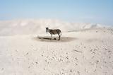 Why Look, Animals – Δικαιοσύνη,Why Look, Animals – dikaiosyni