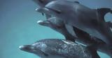 DolphinGemma,Google