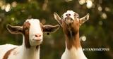 … GOAT,