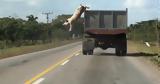 Why Look, Animals Δικαιοσύνη,Why Look, Animals dikaiosyni