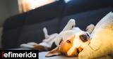 Τι σημαίνει όταν ένας σκύλος κοιμάται ανάσκελα;,