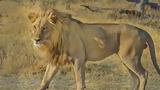 Τραγωδία, Κένυα, Λιοντάρι,tragodia, kenya, liontari