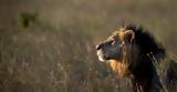 Κένυα, Λιοντάρι, 14χρονη,kenya, liontari, 14chroni