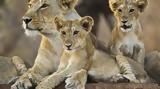 Κένυα, Λιοντάρι, 14χρονη, Ναϊρόμπι,kenya, liontari, 14chroni, nairobi