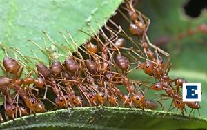 Απαγωγείς, apagogeis