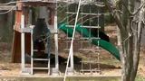 Viral, Αρκούδα, [βίντεο],Viral, arkouda, [vinteo]