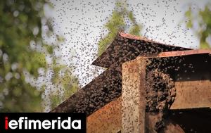 Γιατί χιλιάδες μέλισσες ταξιδεύουν σε σμήνη και μερικές φορές καταλήγουν στους κήπους μας;