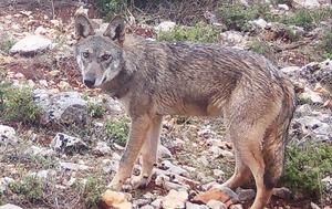 Λύκος, … VIDEO, lykos, … VIDEO