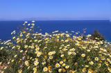 Καιρός, Λιβανέζικος, 35άρια –,kairos, livanezikos, 35aria –