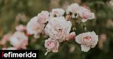 Σώστε, -Τα,soste, -ta