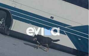 Εύβοια, Σκύλος, – Επιβιβάστηκε, evvoia, skylos, – epivivastike