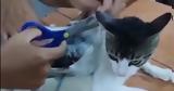Κόστα Ρίκα, Γάτα, Βίντεο,kosta rika, gata, vinteo