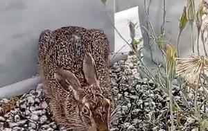 Λαγός, …VIDEO, lagos, …VIDEO
