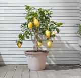 Λεμονιά,lemonia