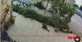 Κρήτη, Γάτα, - BINTEO,kriti, gata, - BINTEO