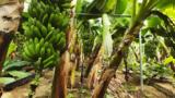 Παναμάς, Μαζικές,panamas, mazikes
