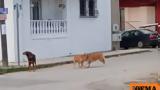 Θεσσαλονίκη, Απίστευτη, ΑμεΑ,thessaloniki, apistefti, amea