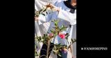 Αγριοκαμέλια Camellia, Χαλαρή,agriokamelia Camellia, chalari