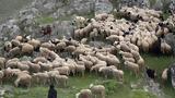 Απορρίπτουν, ΟΠΕΚΕΠΕ,aporriptoun, opekepe