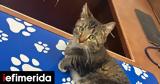 Γάτα, -Μια,gata, -mia