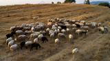 ΟΠΕΚΕΠΕ, Γιάννενα, Χαλάνδρι, Γαύδο,opekepe, giannena, chalandri, gavdo