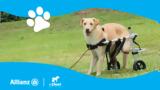 Allianz, Plus2Feet,Walking Together