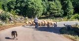 Αιγοπρόβατα,aigoprovata