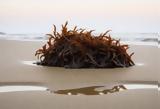 Γιατί όλοι ξαφνικά τρώνε sea moss με το κουτάλι;,