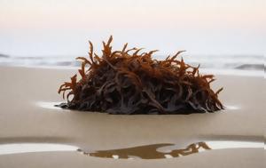 Γιατί όλοι ξαφνικά τρώνε sea moss με το κουτάλι;