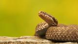 Ινδία, Σύλληψη, - Είχε,india, syllipsi, - eiche