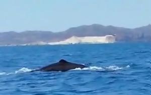 Ψαράς, Κυκλάδες, psaras, kyklades