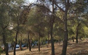 Συλλόγου Κατοίκων Τσακού, Τοπικό Πολεοδομικό Σχέδιο Αγίας Παρασκευής, syllogou katoikon tsakou, topiko poleodomiko schedio agias paraskevis