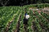 ΑΓΡΟΤΙΚΕΣ ΕΠΙΔΟΤΗΣΕΙΣ, ΟΠΕΚΕΠΕ,agrotikes epidotiseis, opekepe