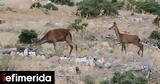 Κινητοποίηση, Πάρνηθας,kinitopoiisi, parnithas