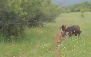 Κατερίνη, Βίντεο, …VIDEO, katerini, vinteo, …VIDEO