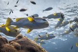 National Geographic, Disney+, Ωκεανός, Ντέιβιντ Ατένμπορο,National Geographic, Disney+, okeanos, nteivint atenboro