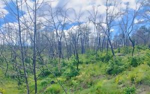 Έβρος, Δαδιά, – Από, evros, dadia, – apo