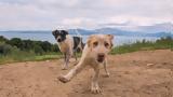 Σαν Φρανσίσκο, Pet-Friendly,san fransisko, Pet-Friendly
