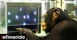 Smart Animals Club, - Ποια,Smart Animals Club, - poia