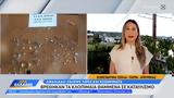 Αμαλιάδα, Έκλεψε,amaliada, eklepse