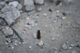 Γάζα, Δεκαπέντε,gaza, dekapente