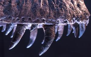 T-Rex, Μογγολίας, T-Rex, mongolias